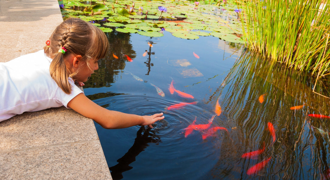 Fish Pond Green Algae Removal: How to Clear Green Water Safely